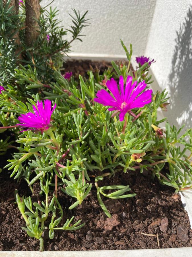 אספיניו Botica Guesthouse מראה חיצוני תמונה